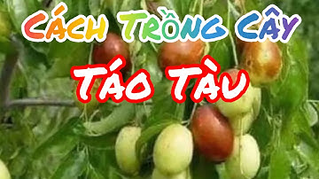 CÁCH TRỒNG CÂY TÁO TÀU l HOW TO GROW JUJUBE l CUỘC SỐNG ÚC