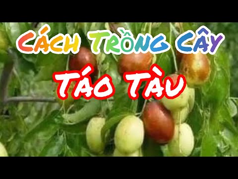 Video: Cách Trồng Cây Táo Cột