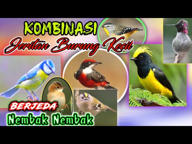 KOMBINASI MASTERAN BURUNG KECIL., suara tembakan ngerol burung kecil class=