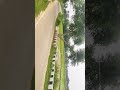धान की रोपाई