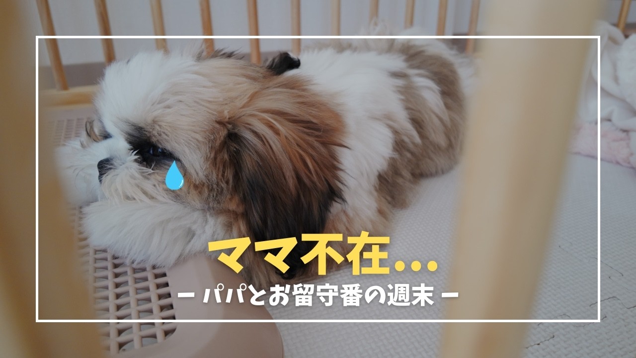 【シーズー子犬】ママ不在…パパと2人のお留守番の週末【5】