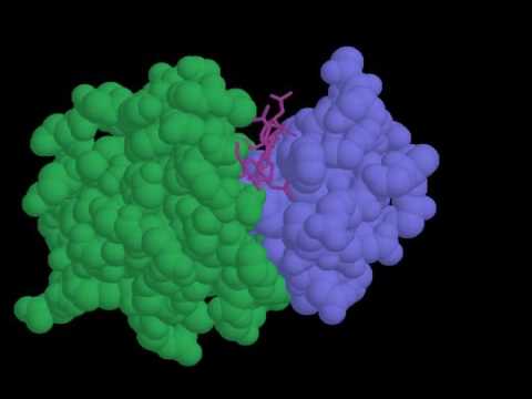Video: Jaká je struktura lysozymu?