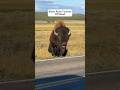 Bison Runs Tourists Off Road Bison Animalcrossing Animalslover Wildanimals Animalshorts Funny Bison Runs Tourists Off Road Bison Animalcrossing Animalslover Wildanimals Animalshorts Funny