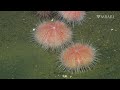Why the fragile pink sea urchin is a deep-sea recycling champion