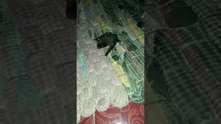 ada kelelawar masuk rumah,,pertanda apakah ini????