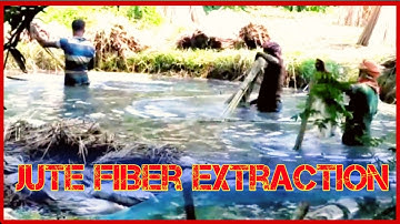Jute Fiber Extraction Process || Jute Fiber Manufacturing Process ||
