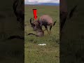Animal Moments Nobody Saw Coming