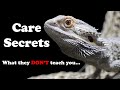 Beardie Care Tips for Beginners