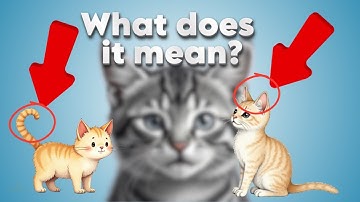 How to Speak Cat: Decode Your Cat’s Body Language & Sounds! 🐱💬