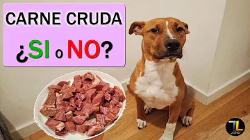 ¿Puedo alimentar a mi perro con carne cruda del supermercado?