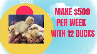 Make $500 per WEEK with only 12 ducks, it’s easier than you think! by The Frugal Farmstead 779 views 1 year ago 11 minutes, 7 seconds