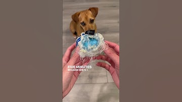 Thumbnail of Barkbox review: Cutest Star Wars dog toy! #dog #shorts