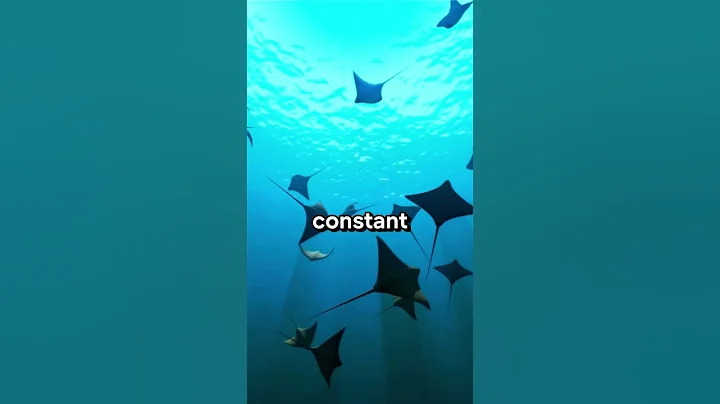 Ocean Ballet | Incredible Facts About Manta Rays || #interestingfacts #animals