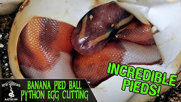 BANANA PIED BALL PYTHON EGG CUTTING!