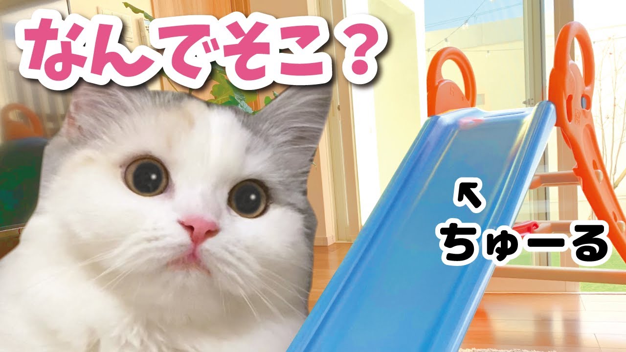 ちゅる子 CIAO ちゅ～る 1歳までの子ねこ用 まぐろ | 商品情報