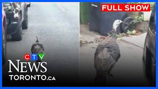 Turkey has escaped its demise this Thanksgiving weekend | CTV News Toronto at Noon for Oct. 9, 2026