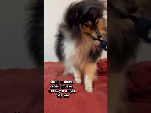 Как ваши собаки относятся к разлуке? #кинолог #шелти#шетландскаяовчарка #дрессировкащенка #собаки