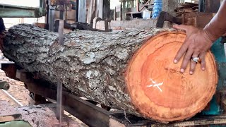 This is the process of cutting young mahogany wood using a bandsaw machine