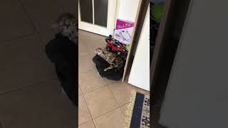 Şişko😻