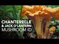 Chanterelle & Jack O'Lantern — Mushroom ID