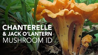 Chanterelle \& Jack O'Lantern — Mushroom ID