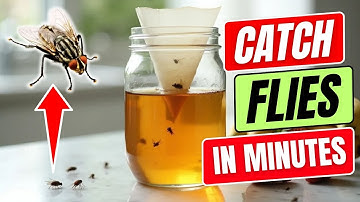 How to Make A DIY Fly Trap That Actually Works Fast