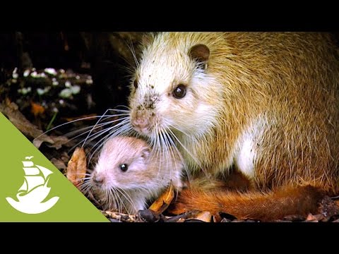The Hutia: the dangers of the land
