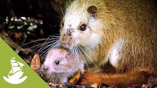 The Hutia: the dangers of the land