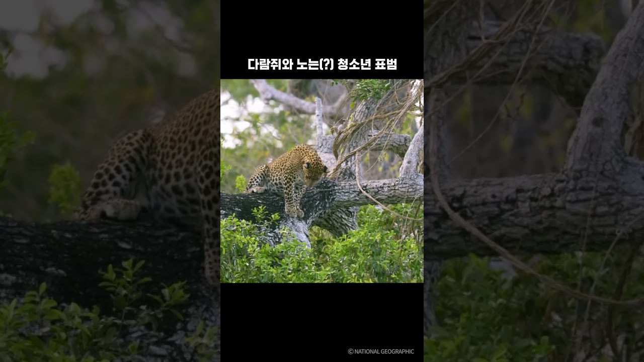 다람쥐와 노는(?) 청소년 표범