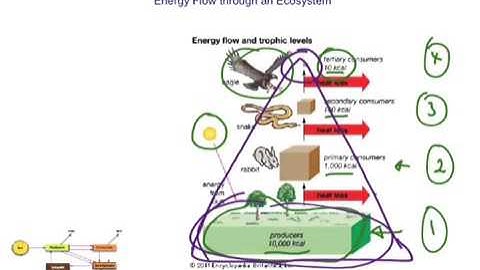 Energy flow through an ecosystem