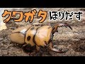 【クワガタ カブトムシ生活】 クワガタ飼育 掘り出し動画 【stag beetle】