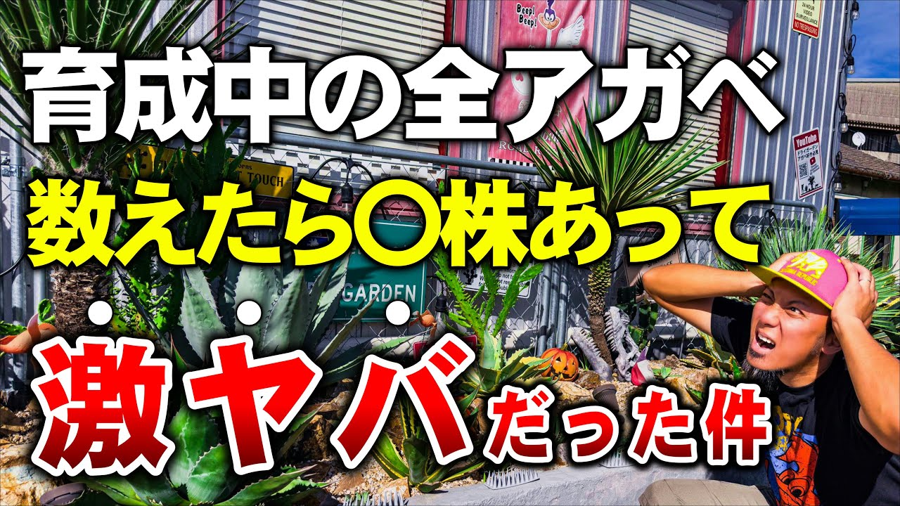 衝撃】自分って何株アガベ持ってるん？数えたら大変なことになりました