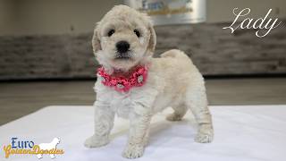 Lady- Ms.Pink- Hazel/Enzo Litter- For Adoption!💗