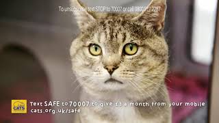 Clee - Cats Protection