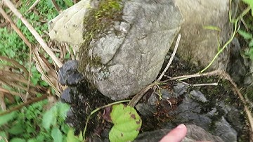 Lên bản Mông săn lùng chó H