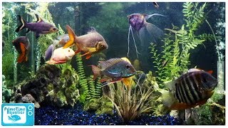 Hello Everyone, We wanted to do a video comparing the two most common large tanks sold by Petsmart - the 4ft 150 gallon and the 