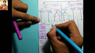 06 Classification of Epithelium/mnemonics/Exams Part A