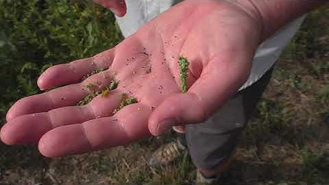 Waterhemp/Palmer amaranth  - assessing late season plants for seed maturity