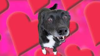 Happy Valentine's Day Dog Animation