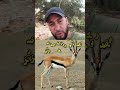 الغزال في المنام ترند تفسير الأحلام دويتو 