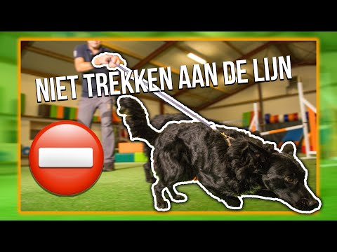 Video: Loyale hondverblijven door de zijde van de gewonde eigenaar