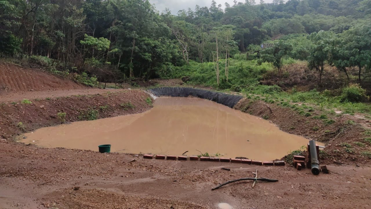 pemupukan dan pelepasan benih ikan dalam kolam || part 2