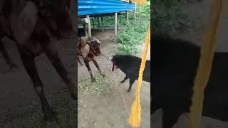 NEW DESI VS BEDESI GOAT FIGHT💖💖😄