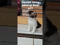 menunggu!!!! #cat