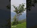 Sittong 🏞️♥️, Darjeeling view #natureofsittong# #sittongdarjeelingtravelshorts##trendingshorts.