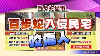 板橋鬧區裡有毒蛇! 百步蛇入侵民宅咬傷人 亞洲最危險毒蛇之秘? 20190531 (完整版)