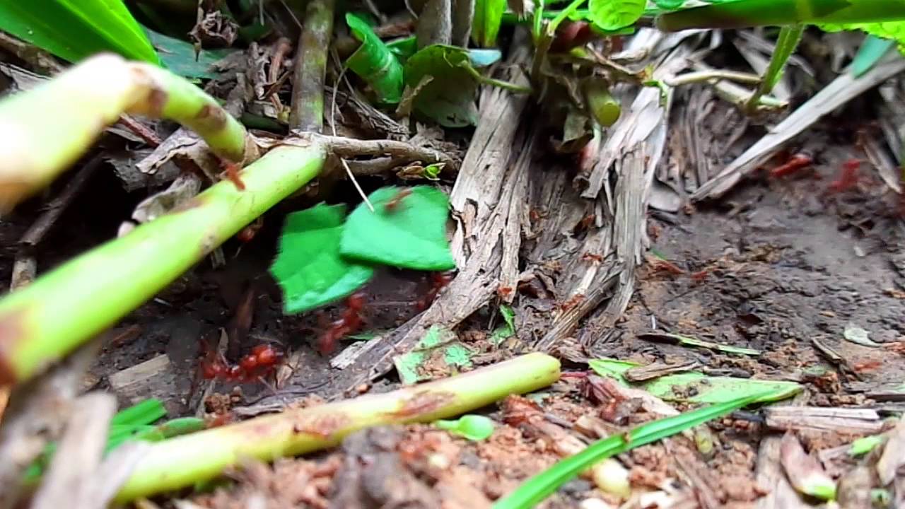 (Atta cephalotes) Leaf cutter ant ( bachac) - YouTube