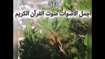 سوره طه بصوت جميل للشيخ ياسر الدوسري تلاوه خاشعة ♥️اللهم اجعل القرآن ربيع قلوبنا ونور صدورنا# 