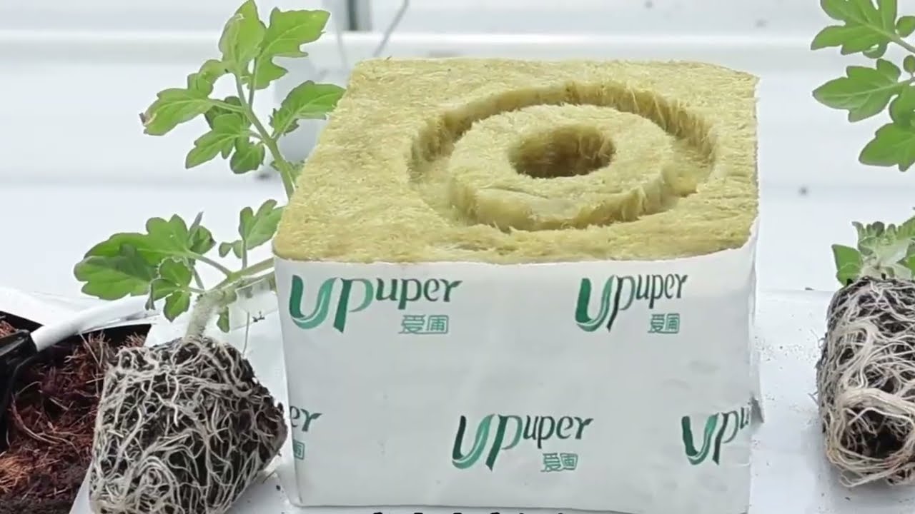 Transplanting tomato seedlings.