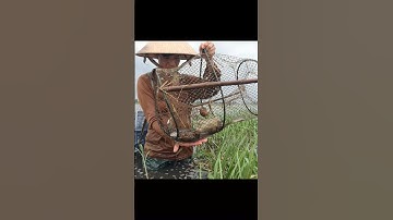 Thăm Lờ Dính Cá Trê Lai & Ốc Bươu Vàng Mùa Nước Nổi #shorts #bắtcátrêlai #cátrêlai